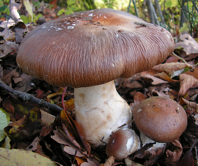 Cortinarius praestans