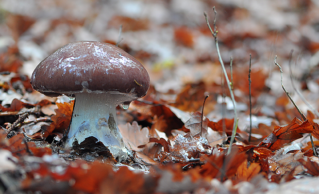 Cortinarius praestans