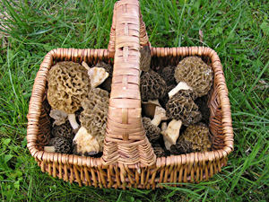 Morchella panier