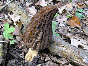 Morchella conica