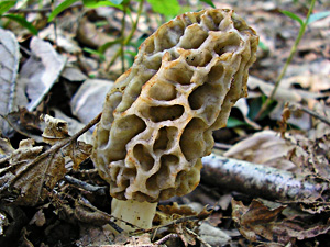 Morchella rotunda