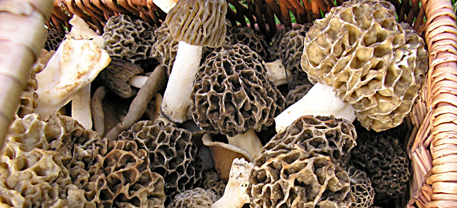 Morchella panier