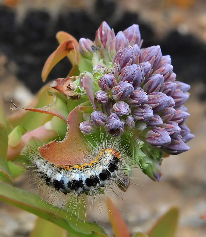 Acronicta euphorbiae