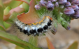 Acronicta euphorbiae