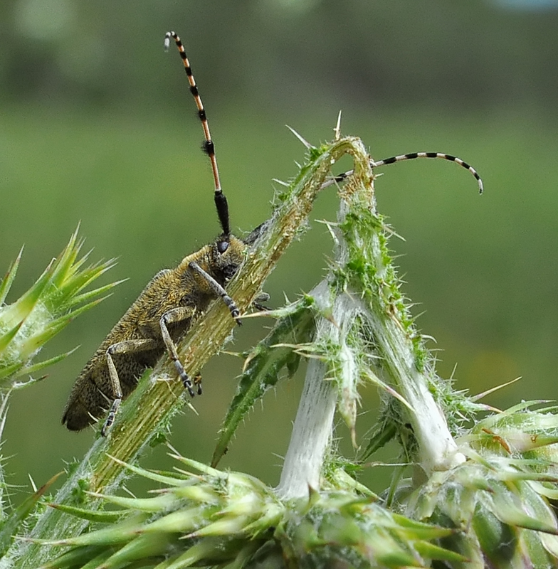 Agapanthia dahli