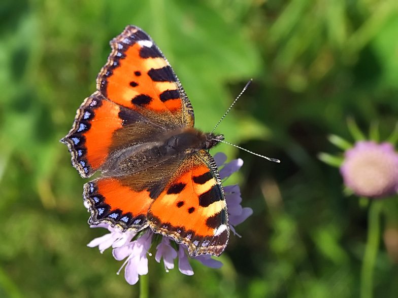 Aglais urticae