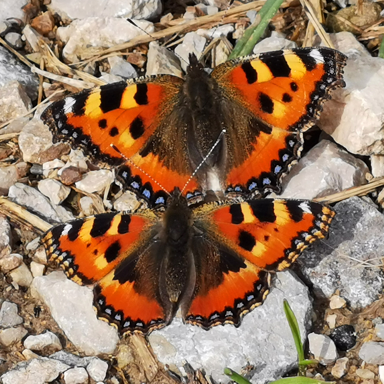 Aglais urticae