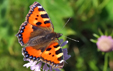 Aglais urticae