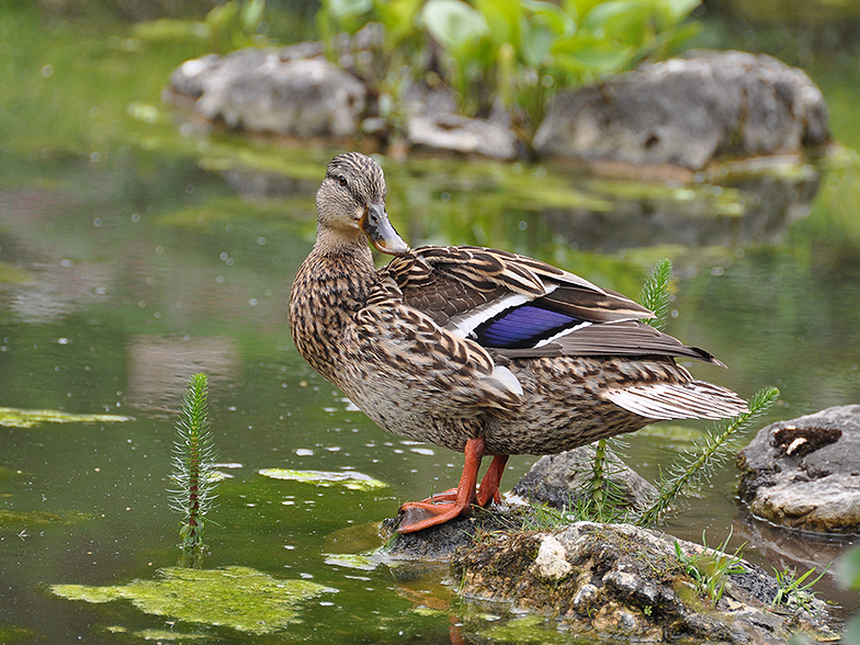 Anas platyrhynchos