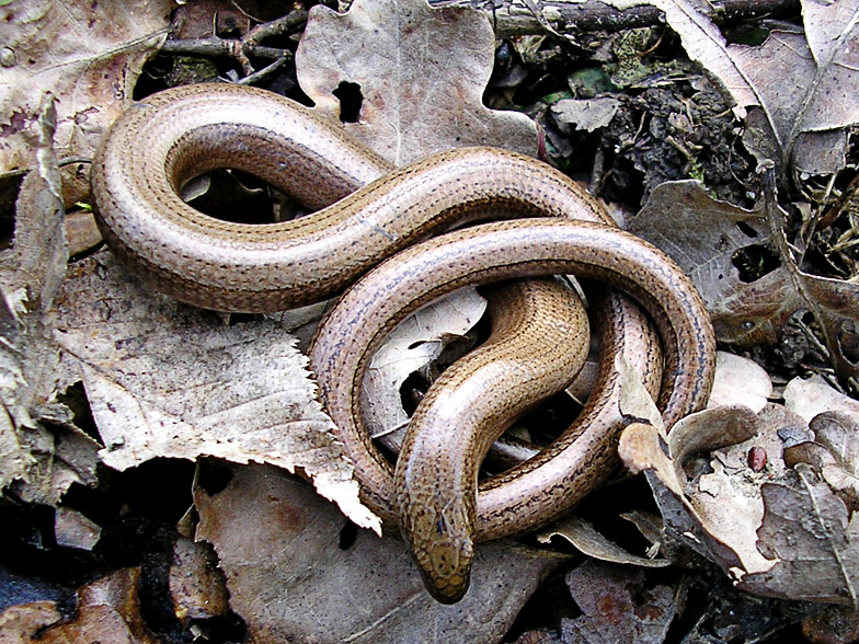 Anguis fragilis