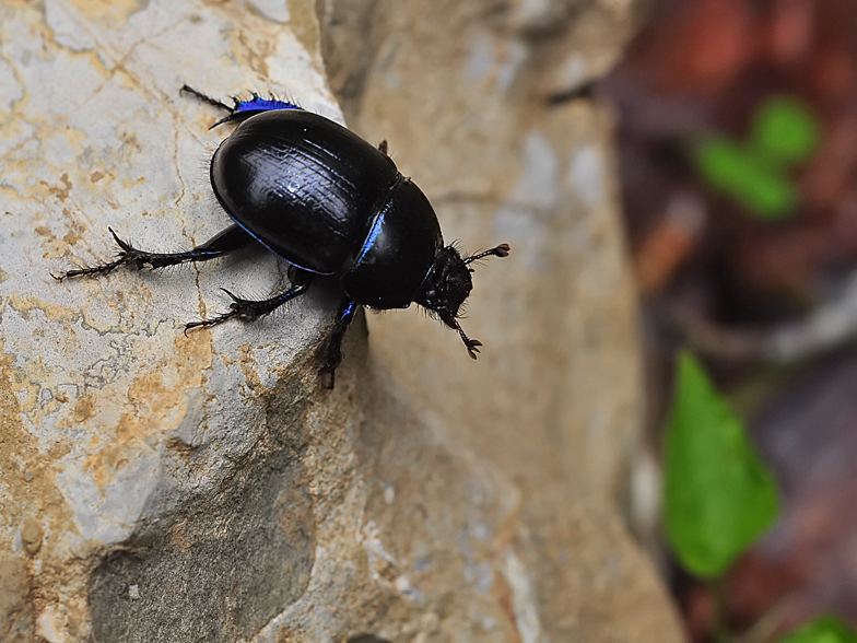 Anoplotrupes stercorosus