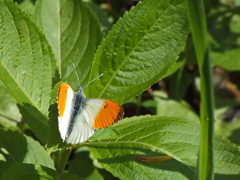 Anthocharis cardamines