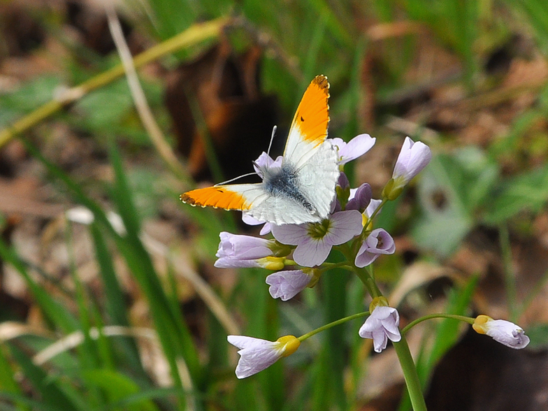 Anthocharis cardamines