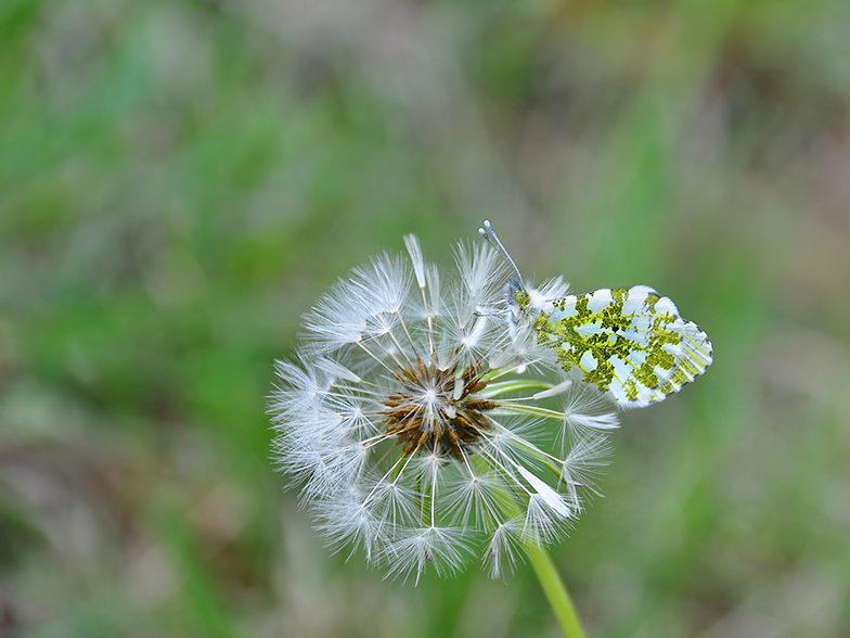 Anthocharis cardamines femelle