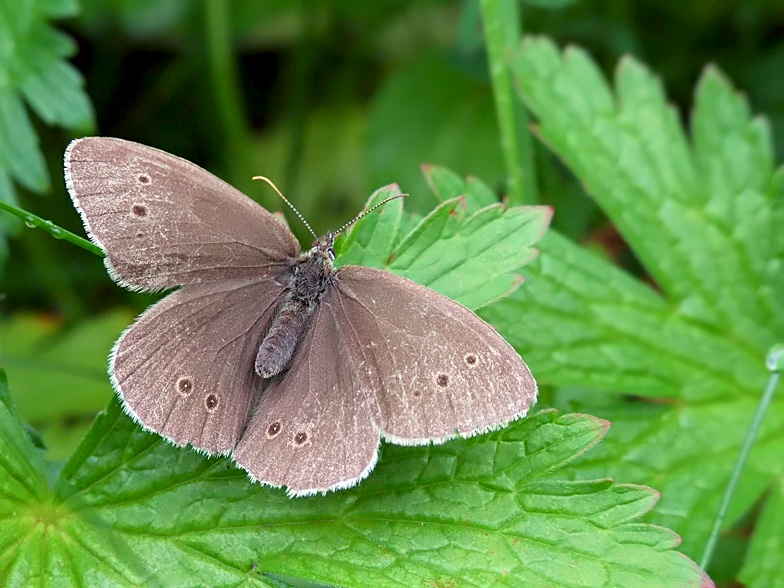 Aphantopus hyperantus