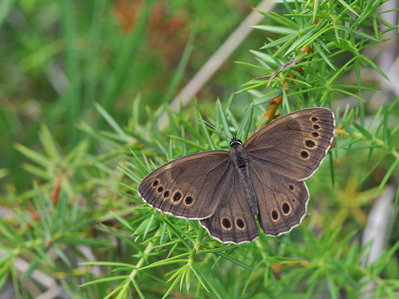 Aphantopus hyperantus