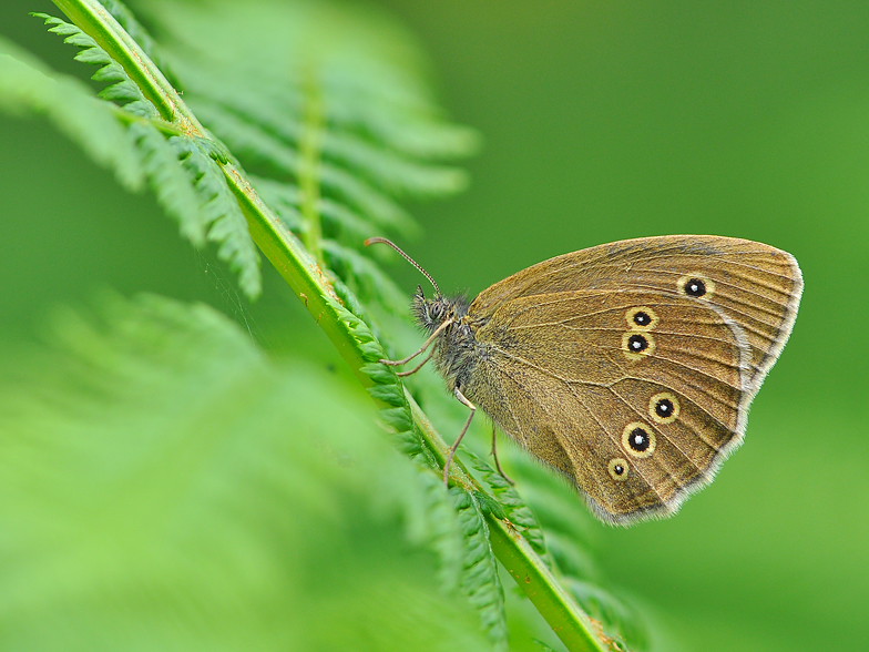 Aphantopus hyperantus