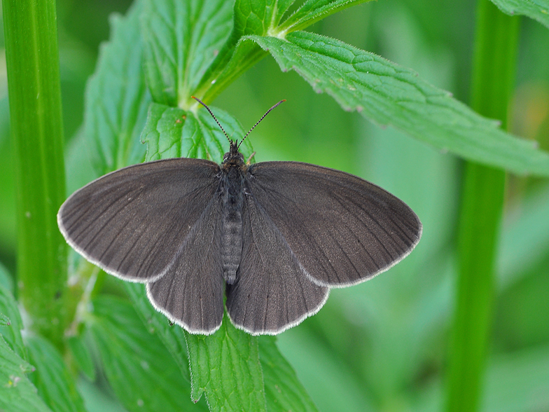 Aphantopus hyperantus