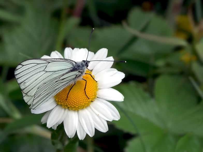 Aporia crataegi