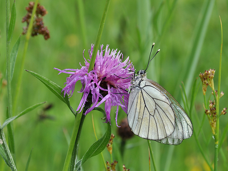 Aporia crataegi Marival