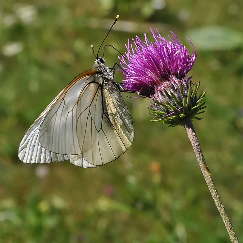 Aporia crataegi