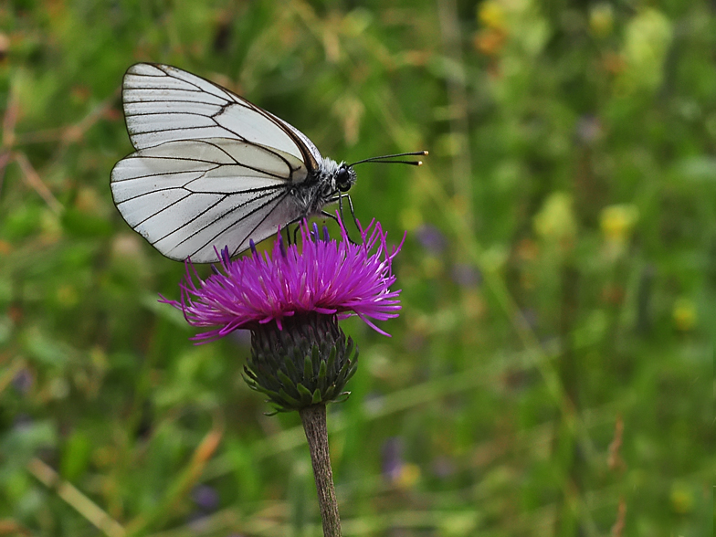 Aporia crataegi