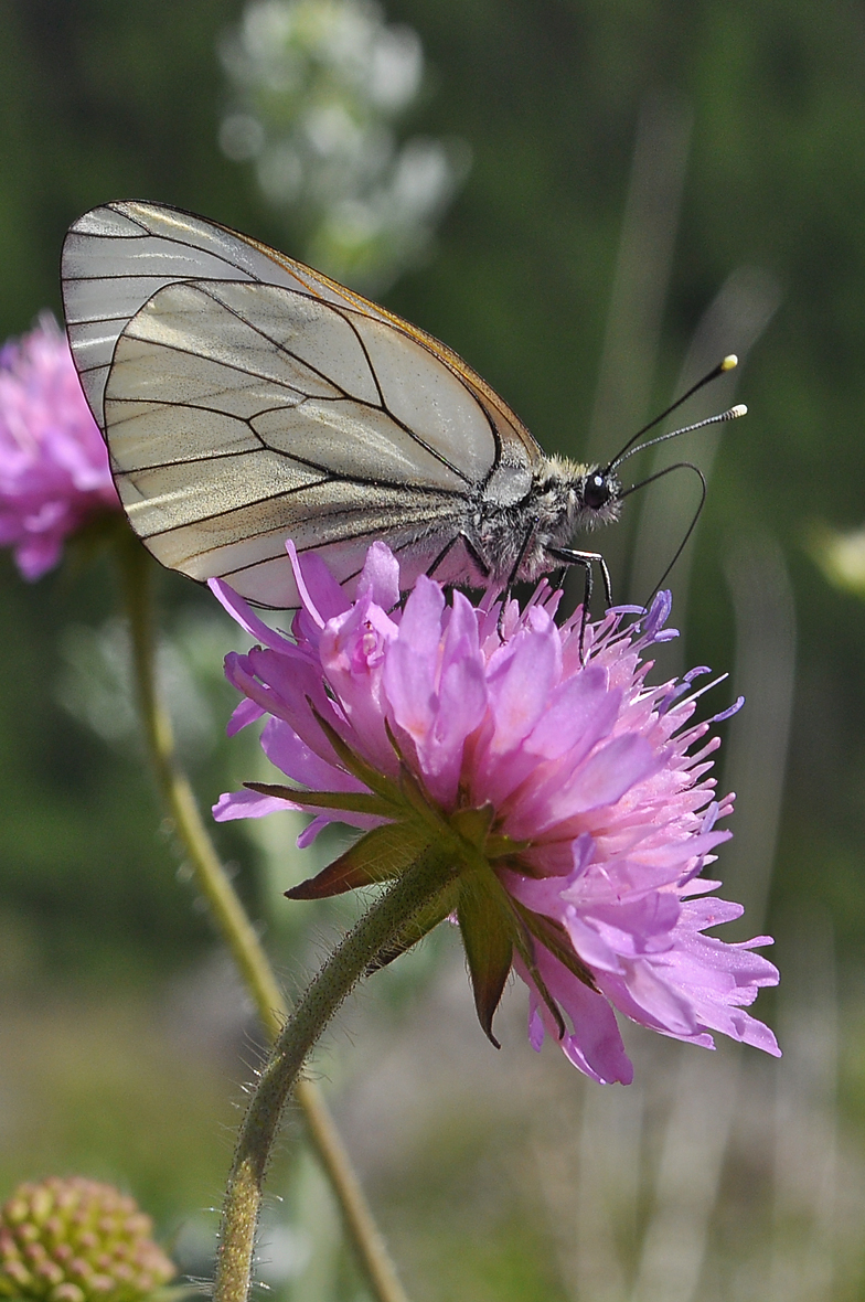 Aporia crataegi