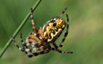 Araneus ceropegius