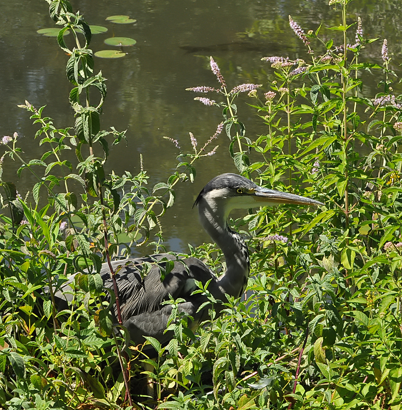 Ardea cinerea