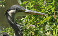 Ardea cinerea