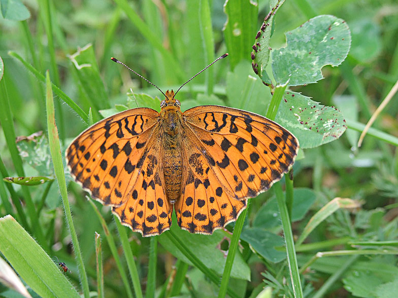 Argynnis aglaja