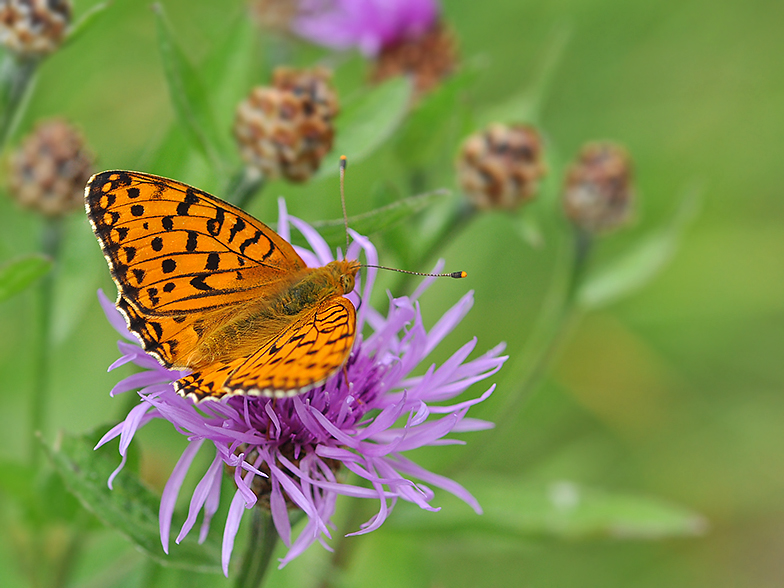 Argynnis aglaja