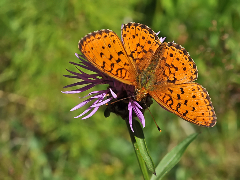 Argynnis aglaja