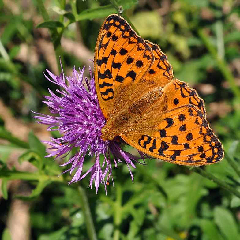 Argynnis aglaja