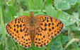 Argynnis aglaja