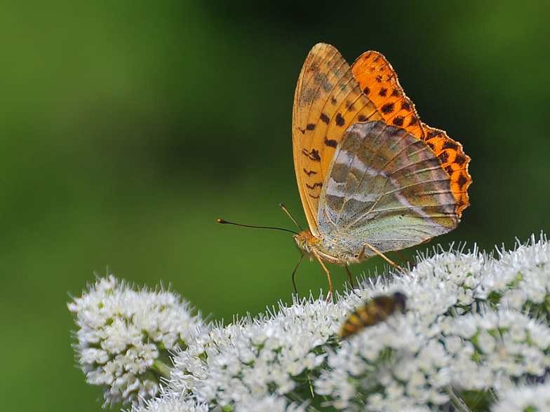 Argynnis paphia