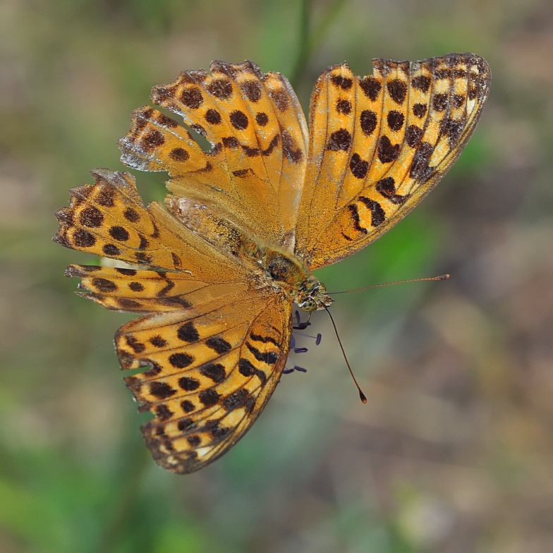 Argynnis paphia