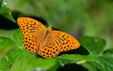 Argynnis paphia