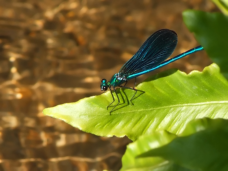 Calopteryx virgo