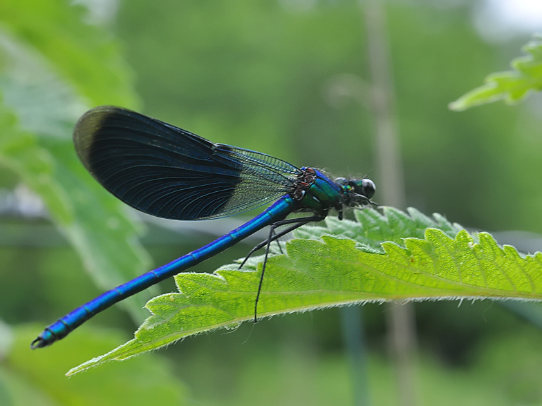 Calopteryx virgo