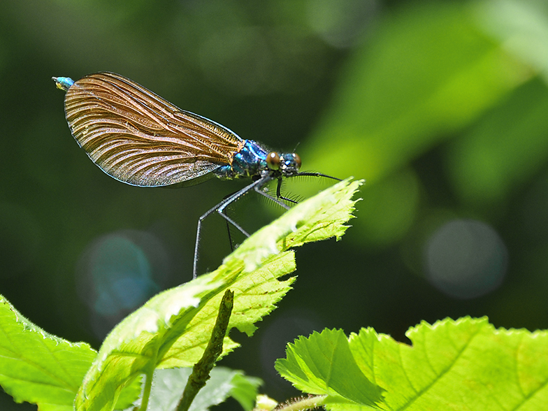 Calopteryx virgo femelle