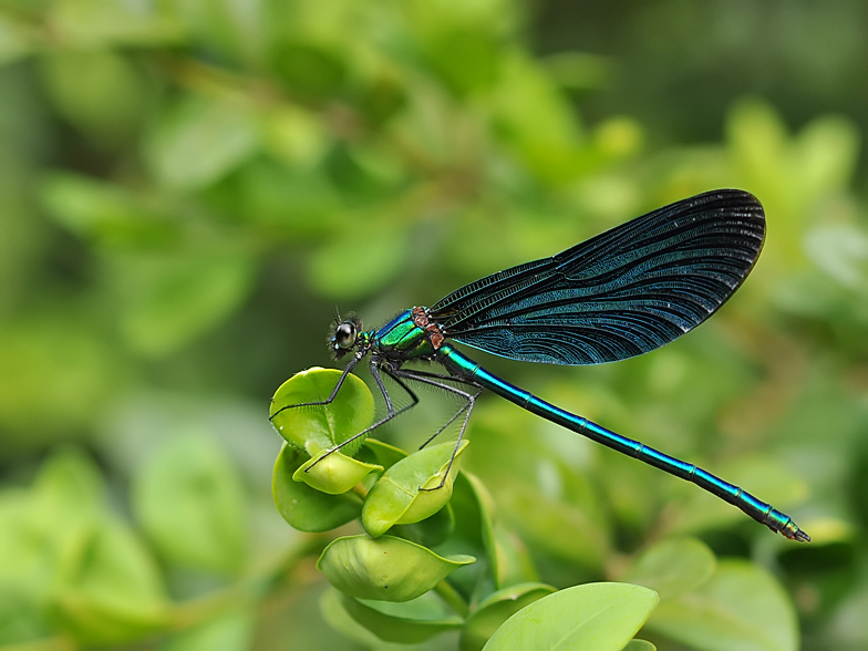 Calopteryx virgo