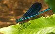 Calopteryx virgo