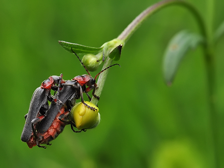 Cantharis rustica