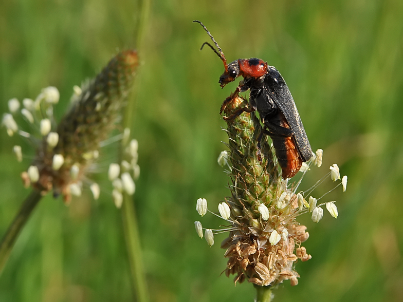 Cantharis rustica