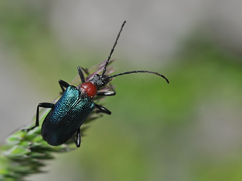 Carilia virginea