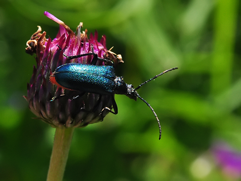 Carilia virginea