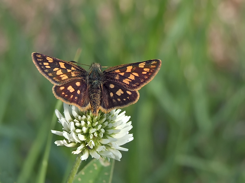 Carterocephalus palaemon