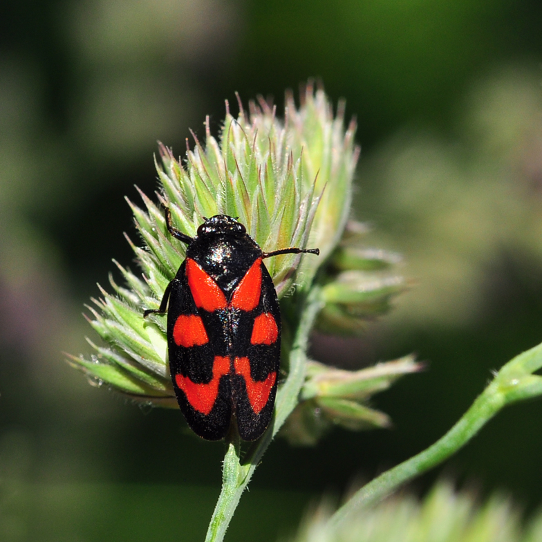 Cercopis vulnerata