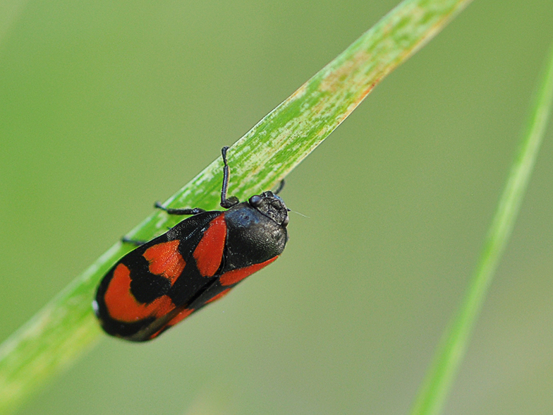 Cercopis vulnerata